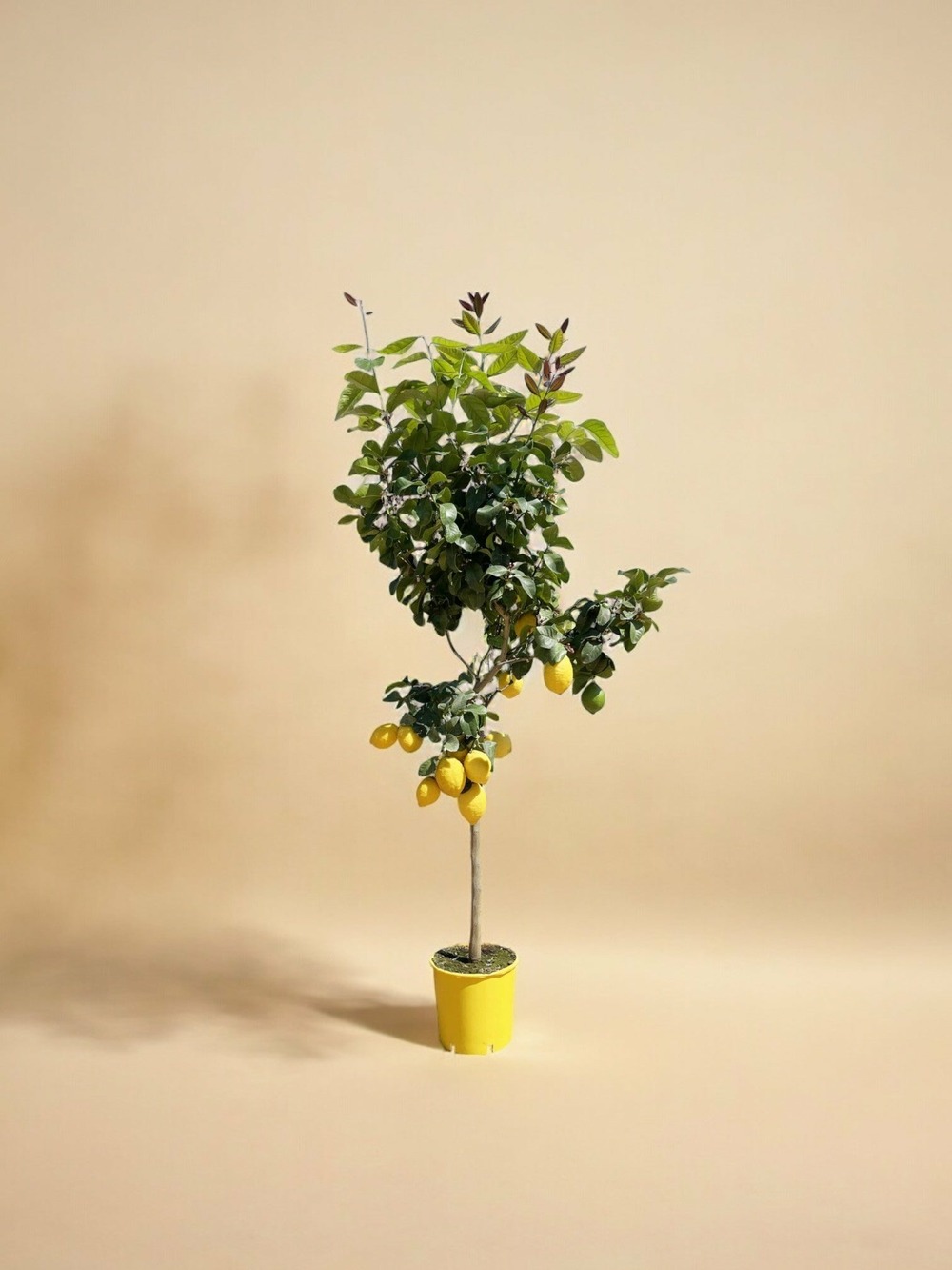 Citronnier (citrus limon) 'citrus limon'