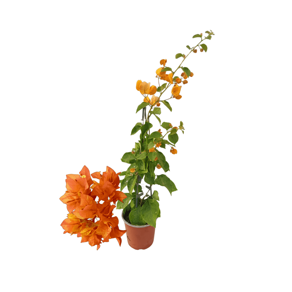 Bougainvillier orange en pot ø 14 cm / 40 à 60 cm