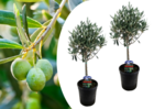 Olea europaea - set de 2 - olivier sur tige - pot 14cm - hauteur 50-60cm