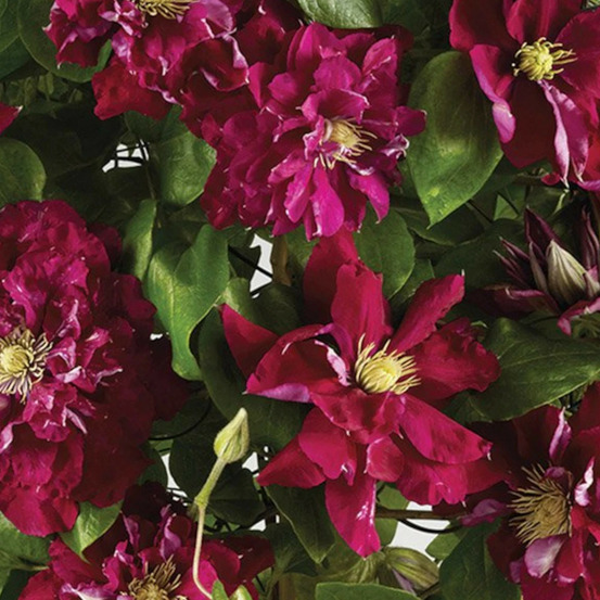 Clématite charmaine™ 'evipo022' pot de 1,5l - tuteur bambou 30/60 cm