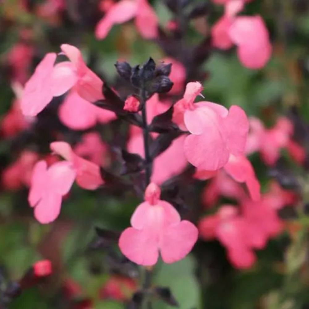 Sauge d'automne mirage™ salmon pot de 3l - 20/40 cm