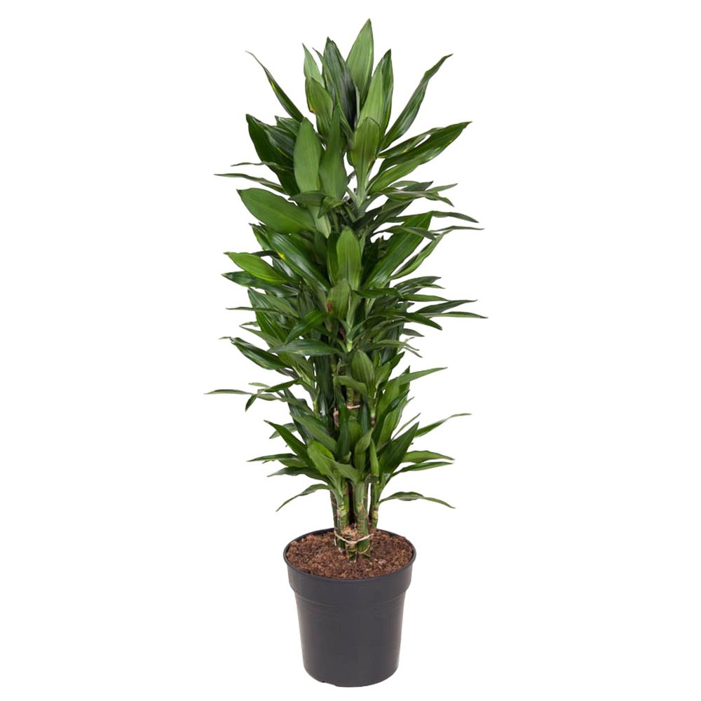Dracaena janet craig carrousel - plantes d'intérieur
