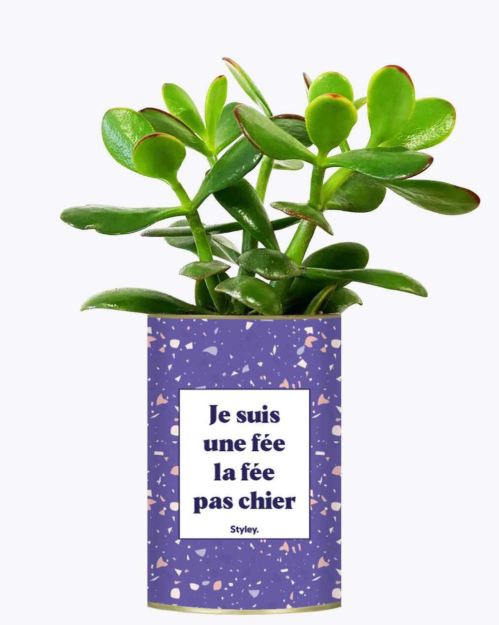 Plante personnalisée - je suis une fée la fée pas chier - cactus