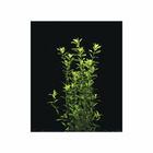 Plante aquatique : Micranthemum Micranthemoides en pot