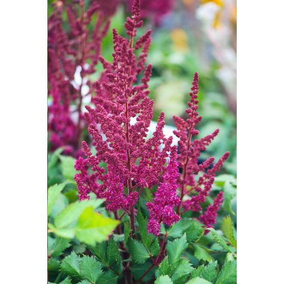 Astilbe 'vision in red' - en pot de 3 litres