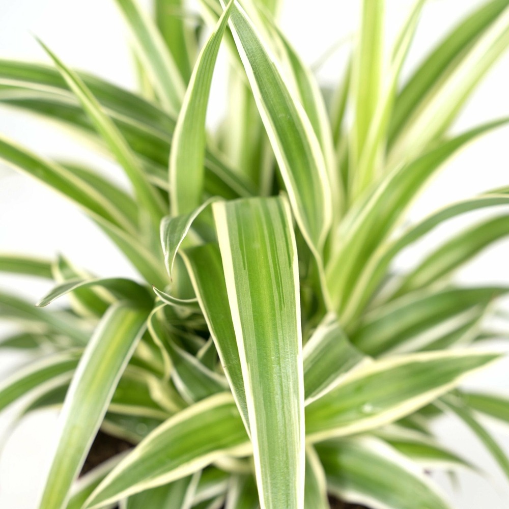 Chlorophytum Variegatum (Plante Araignée Panachée) - Plante D'Intérieur 20-30 Cm - Purificatrice D'Air