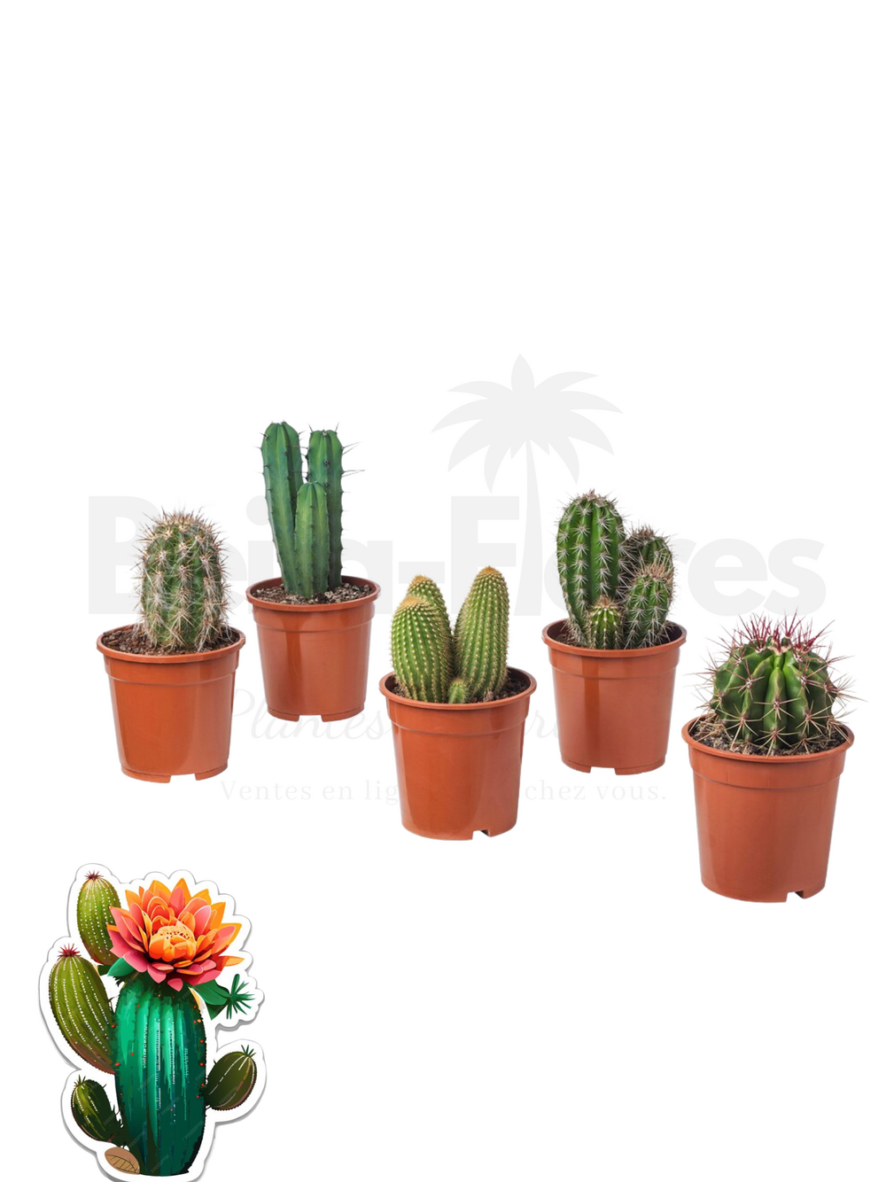 Cactus mélange de 5 pots h-7/15cm
