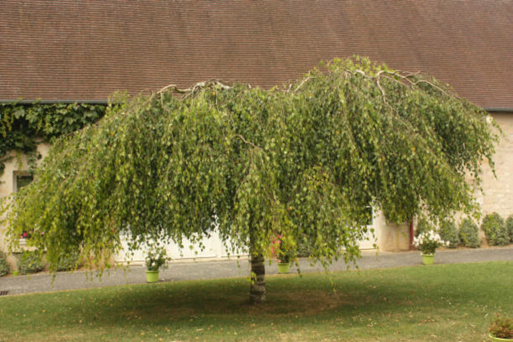 Betula verrucosa - pot 5 l