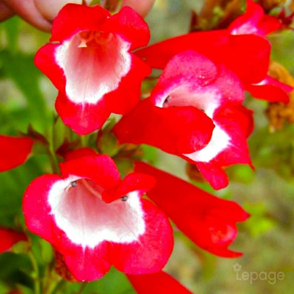 2 Galanes 'Le Phare' (Penstemon 'Le Phare'…