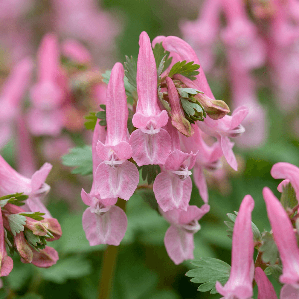 Corydale 'beth evans' (corydalis) - floraison printanière - 40 bulbes