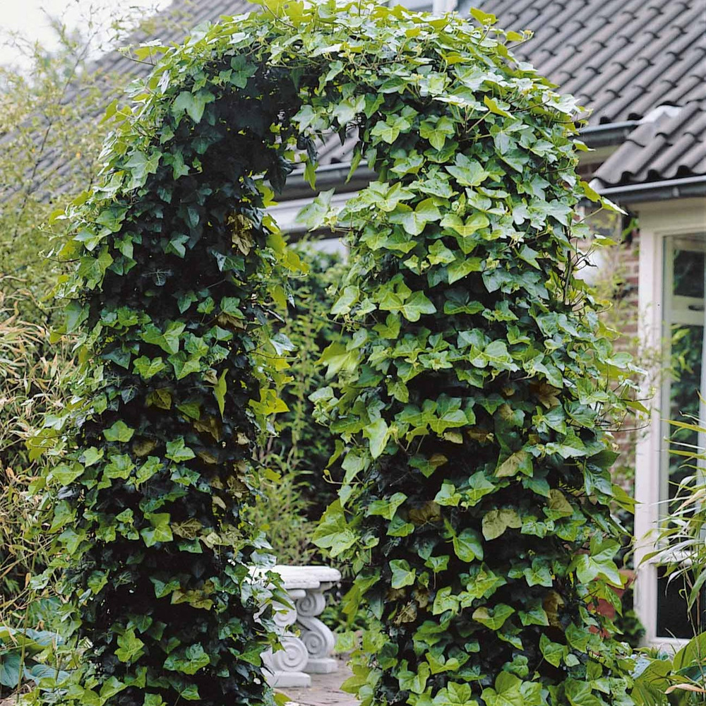 3 lierres d'irlande - les 3 pots / ø 9cm / hauteur livrée 30-40cm