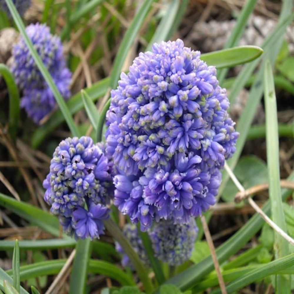 Muscari 'blue spike' boîte calibre 8+ (par 30)
