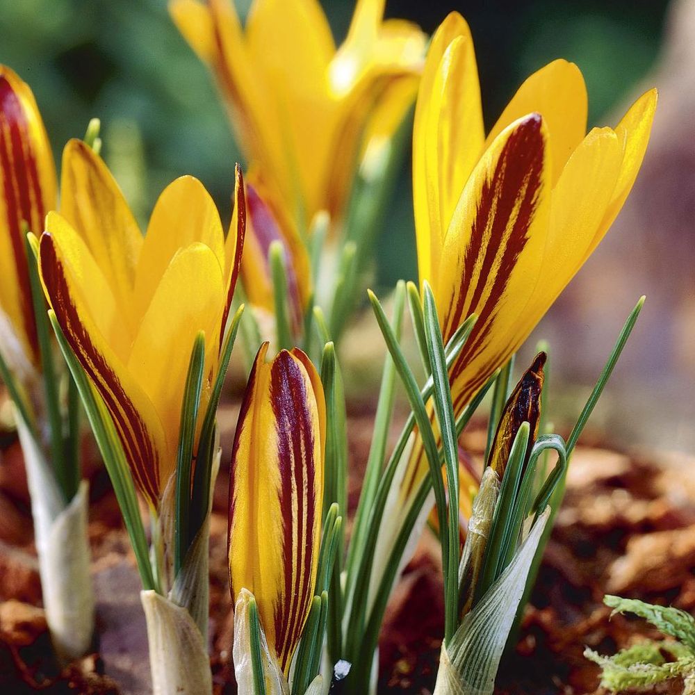 Crocus angustifolius bulbe calibre 5+ (par 25)