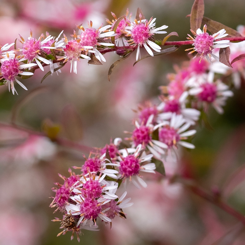 Aster laterifolius 'lady in black' godet de 8/9 cm