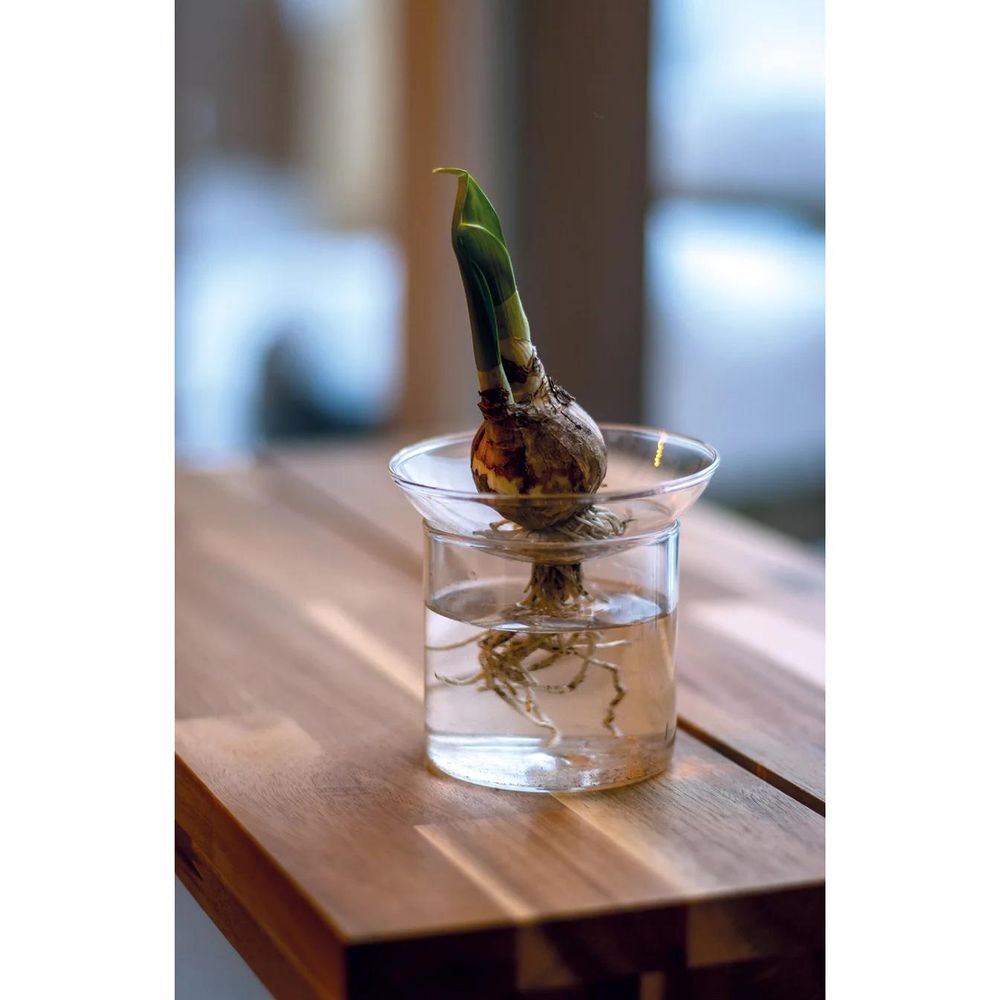 Vase de multiplication - h8cm, ø9cm