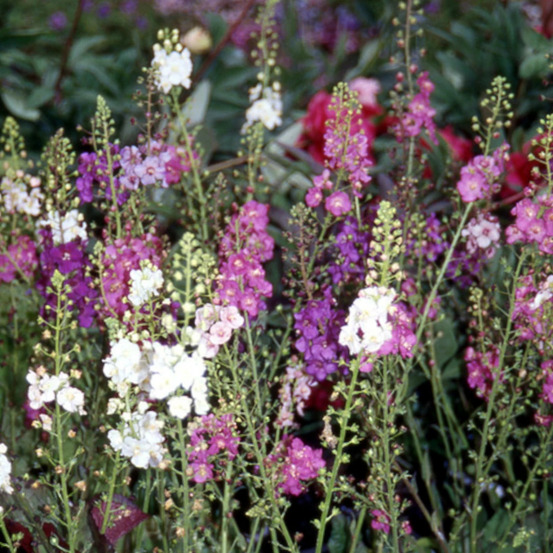 Molène de phénicie lot de 9 godets