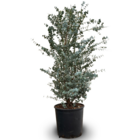 Eucalyptus gunnii - arbuste persistant - ↕95-105 cm - ⌀ 25 cm - plante d'extérieur