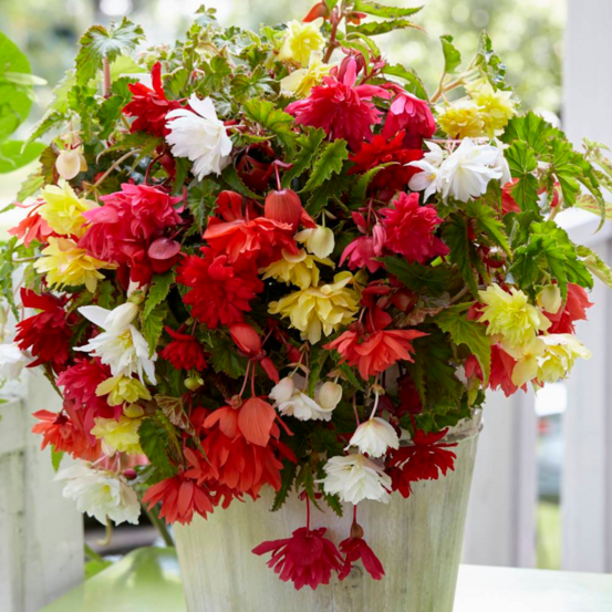 Begonia pendula cascades - rose filet de 3 bulbes