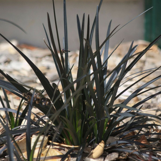 Barbe de serpent nigrescens pot de 2l - 40/60 cm