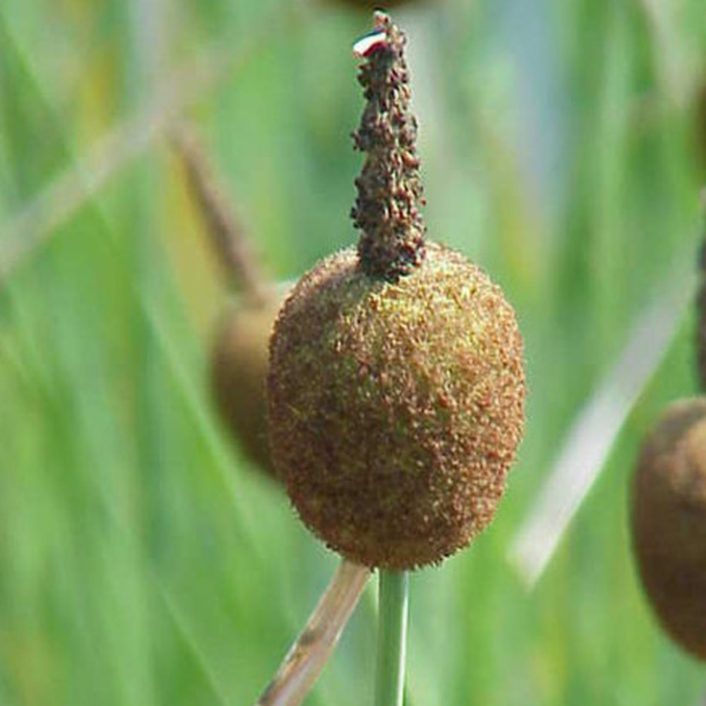 6 x massette naine - typha minima - godet 9cm x 9cm