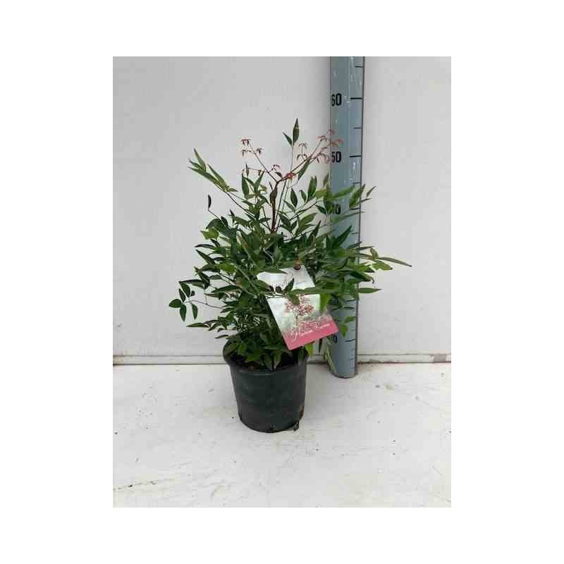 Nandina domestica (bambou sacré) taille pot de 3 litres - 30/40cm -   rouge