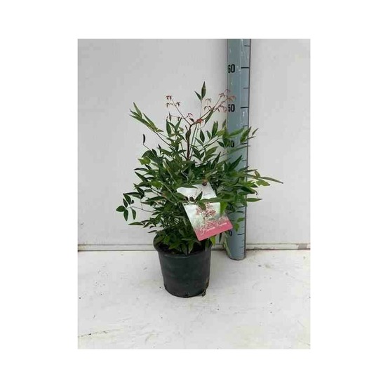 Nandina domestica (bambou sacré) pot de 3 litres - 30/40cm