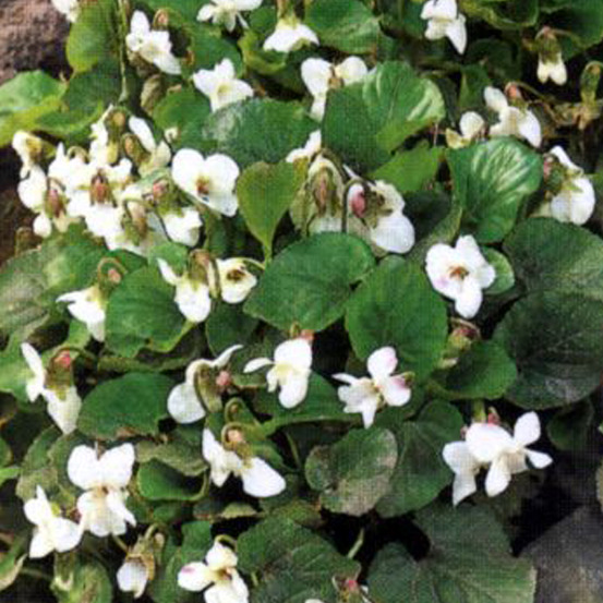 6 x violette sororia 'albiflora' - viola sororia 'albiflora' - godet 9cm x 9cm