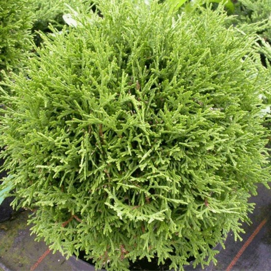 Thuya occidental 'tiny tim' pot 18l 35/40cm - thuja occidentalis tiny tim