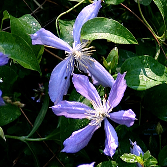 Clématite 'arabella' - clematis 'arabella' - 50-60 cm pot
