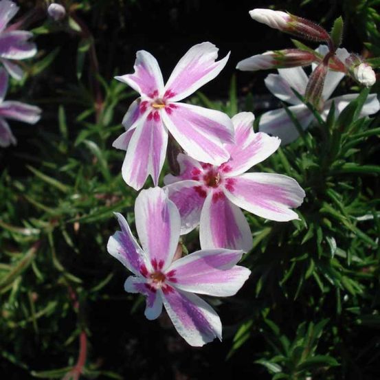 Phlox mousse 'candy stripes' godet de 8/9 cm