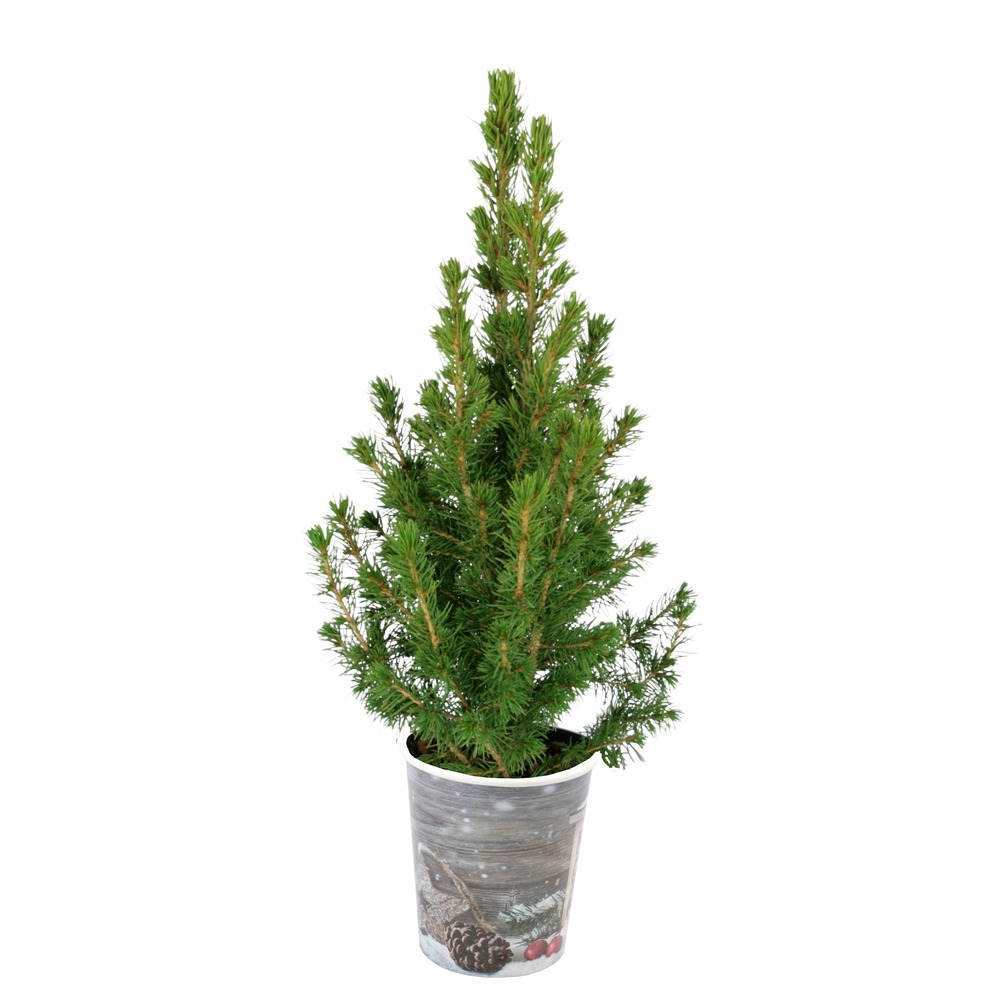 Petit sapin de noël - le pot / 1.5l / hauteur livrée 30-40cm
