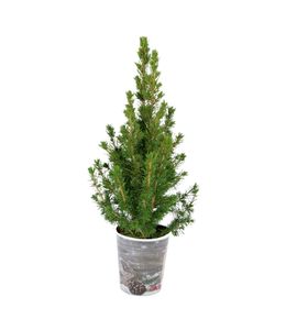 Petit sapin de noël - le pot / 1.5l / hauteur livrée 30-40cm