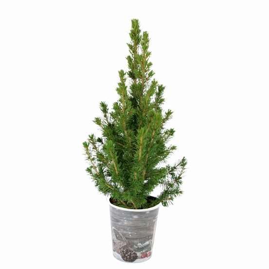 Petit sapin de noël - le pot / 1.5l / hauteur livrée 30-40cm