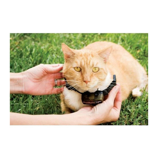 Petsafe collier supplementaire special chat