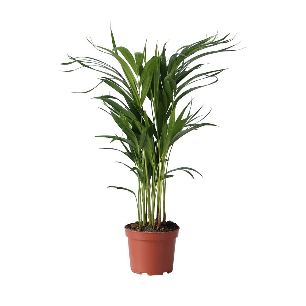 Palmier areca - dypsis lutescens - hauteur 60-70cm - ⌀17cm
