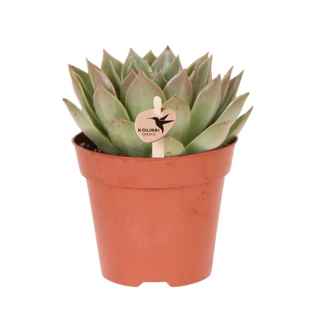 Succulente echeveria miranda - ø12cm - ↕20cm - plantes d'intérieur
