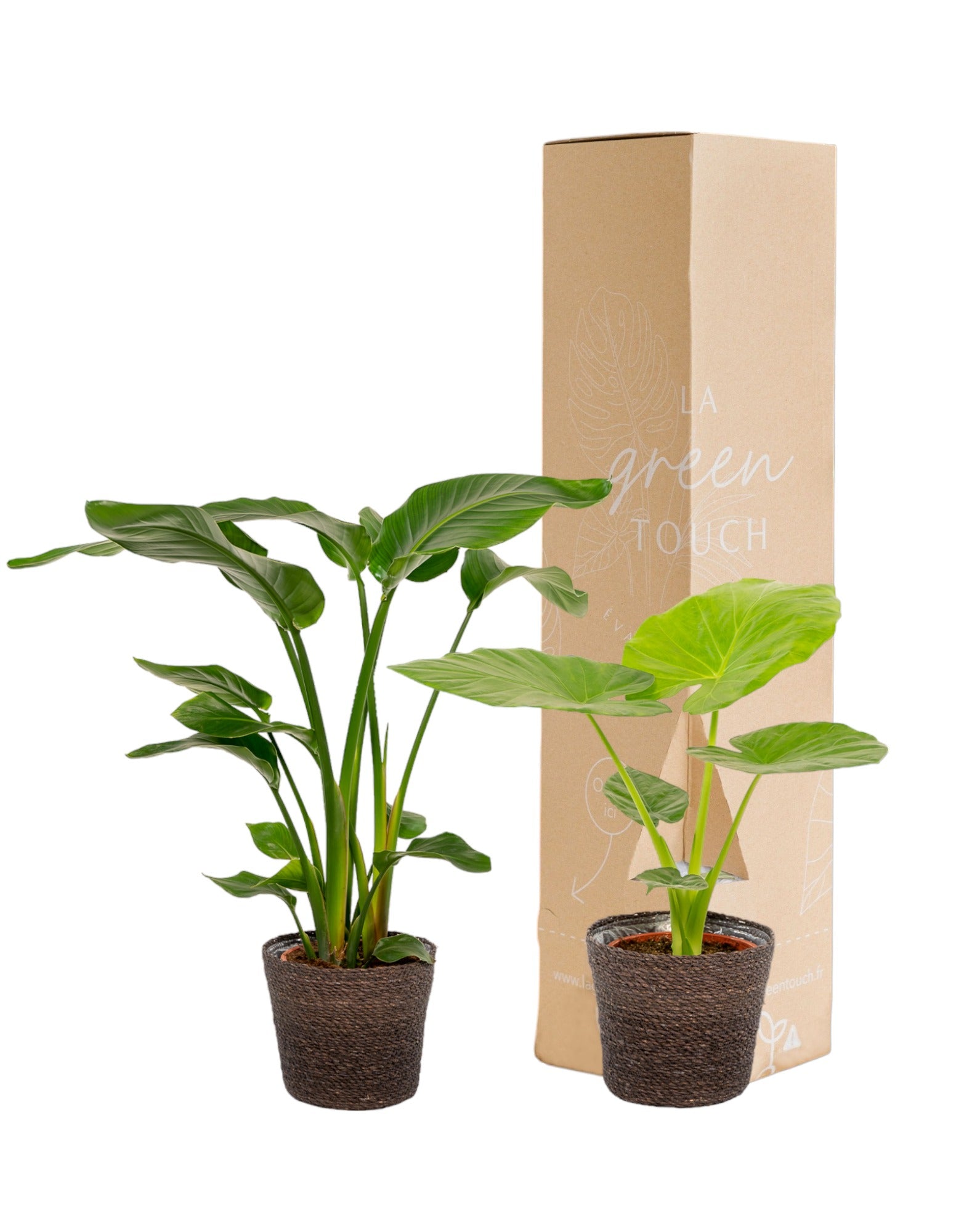 Plante d'intérieur - strelitzia nicolai - lot de 2 plantes - coffret cadeau 80.0cm