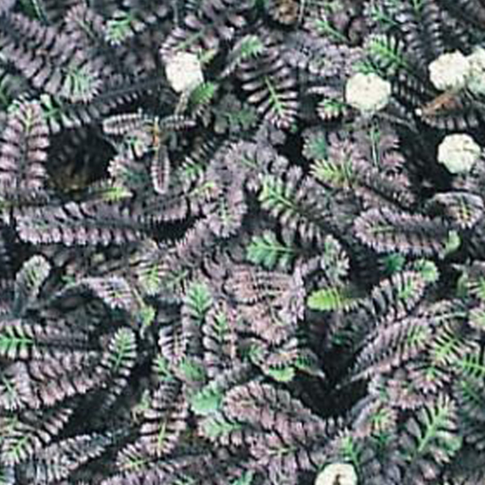 6 x cotule à bractées 'platt's black' - leptinella squalida 'platt's black'  - godet 9cm x 9cm