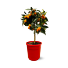 Kumquat - agrume méditerranéen - arbre fruitier - ↕ 75-85 cm - ⌀ 22 cm