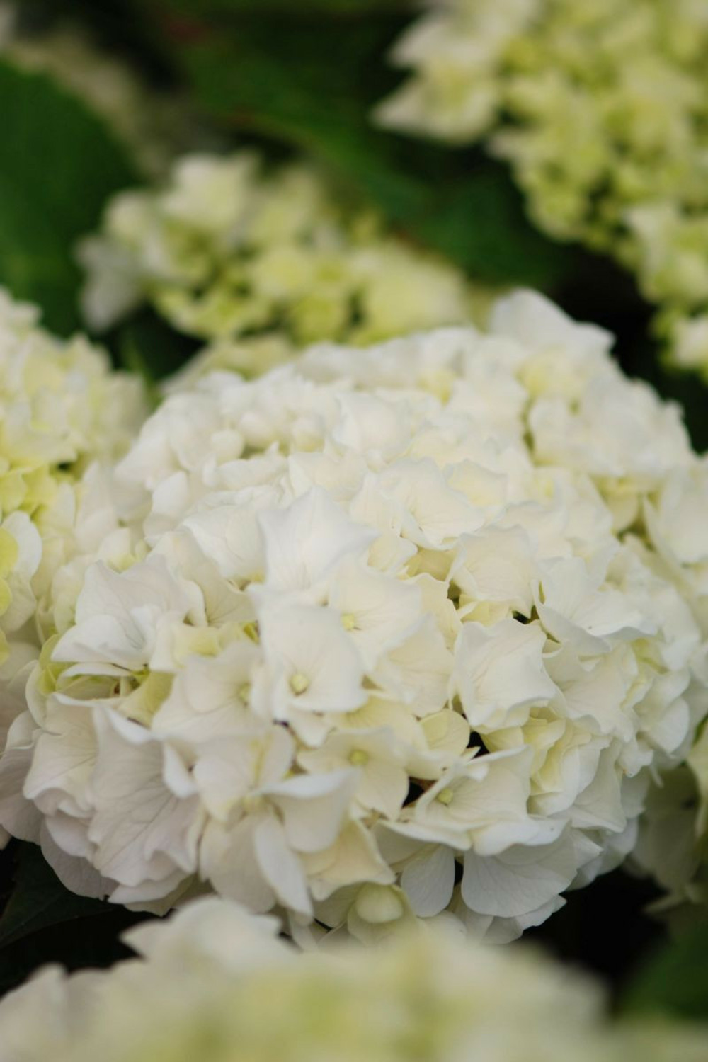 Hortensia 'wudu' ? - en pot de 5 litres