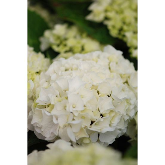 Hortensia 'wudu' ? - en pot de 5 litres