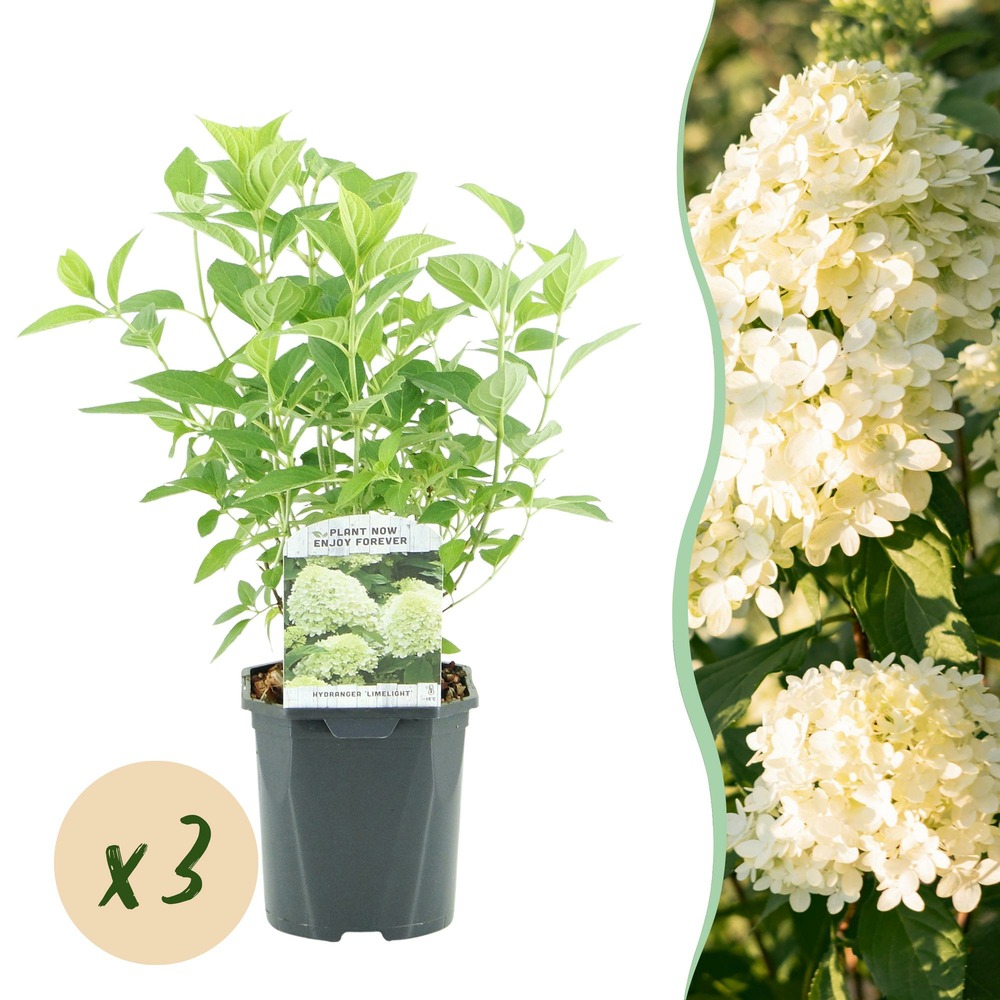 Hortensia limelight – lot de 3 – pot 17 cm – hauteur 50 cm