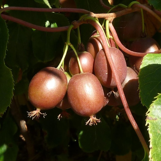 Kiwi, kiwai 'purpurea' femelle godet de 8/9 cm