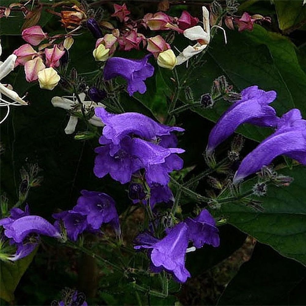 Strobilanthes attenuata 'blue carpet' godet de 8/9 cm