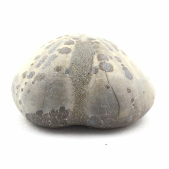 Oursin fossile, toxaster amplus 126.50 carats