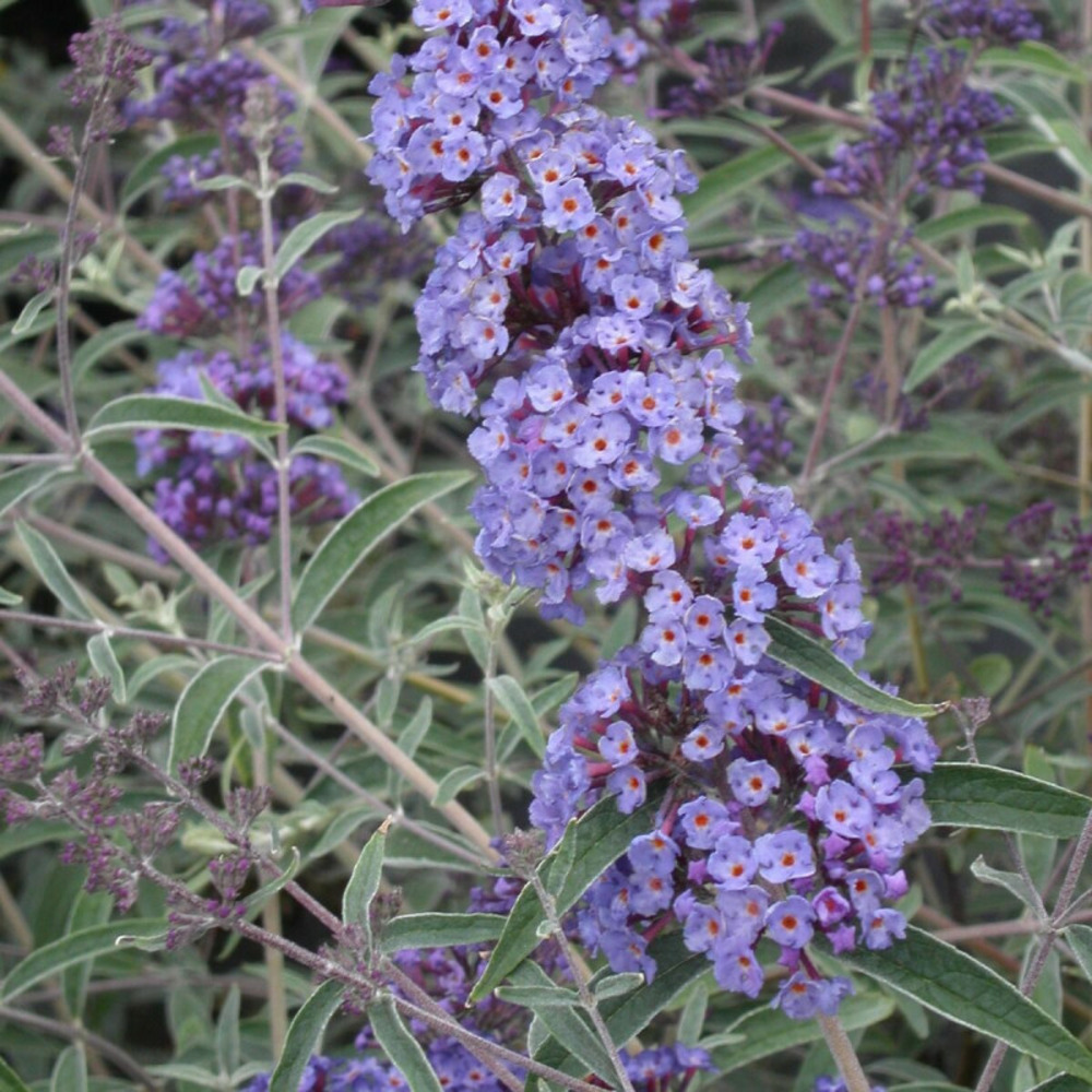 Arbre aux papillons nain nanho blue, buddleia pot de 3 l - 40/50 cm