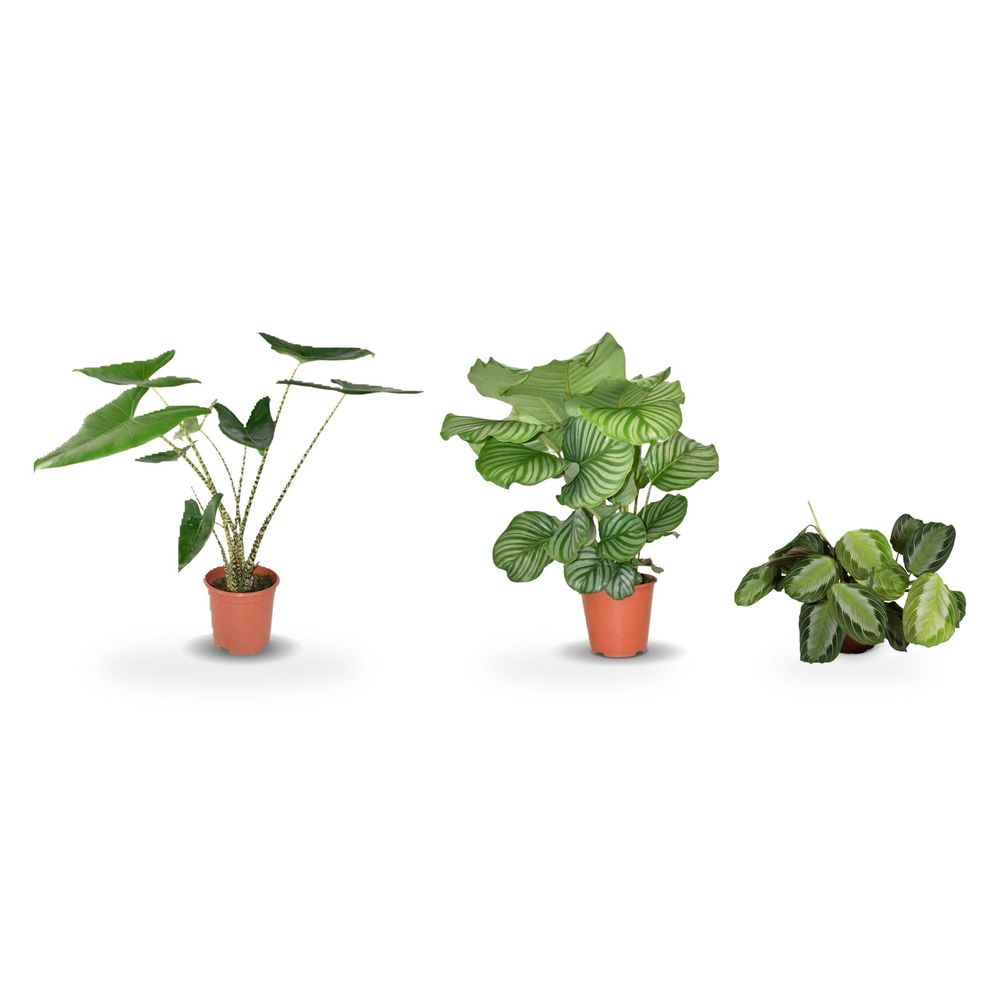 Trio graphique — alocasia zebrina, calathea orbifolia & maranta fascinator silverband