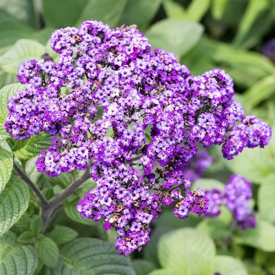 3 héliotropes du pérou - les 3 pots / ø 10.5cm, vendu par lot de 2