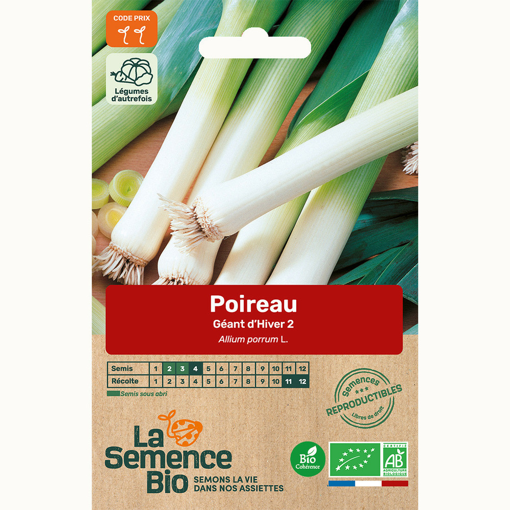 Poireau géant d'hiver - graines bio