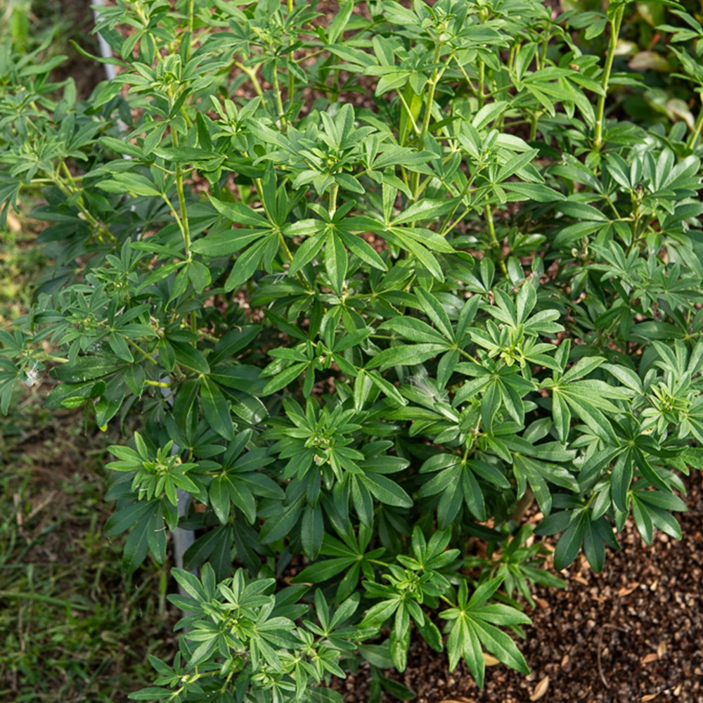 Oranger du mexique greenfingers® - le pot / ø 9cm